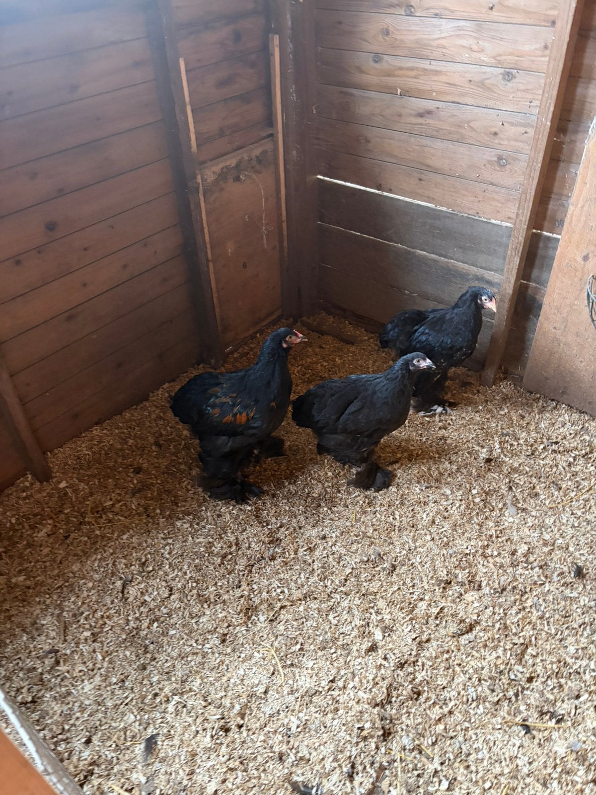 3 jongen hanen, Dieren en Toebehoren, Pluimvee, Mannelijk, Kip