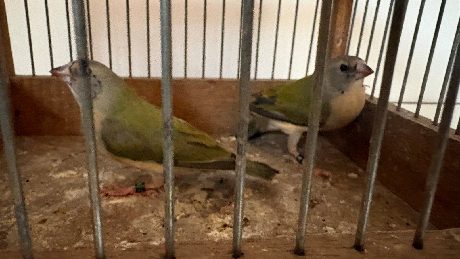 Gouldamadines geringt 26, Dieren en Toebehoren, Vogels | Overige Vogels, Mannelijk