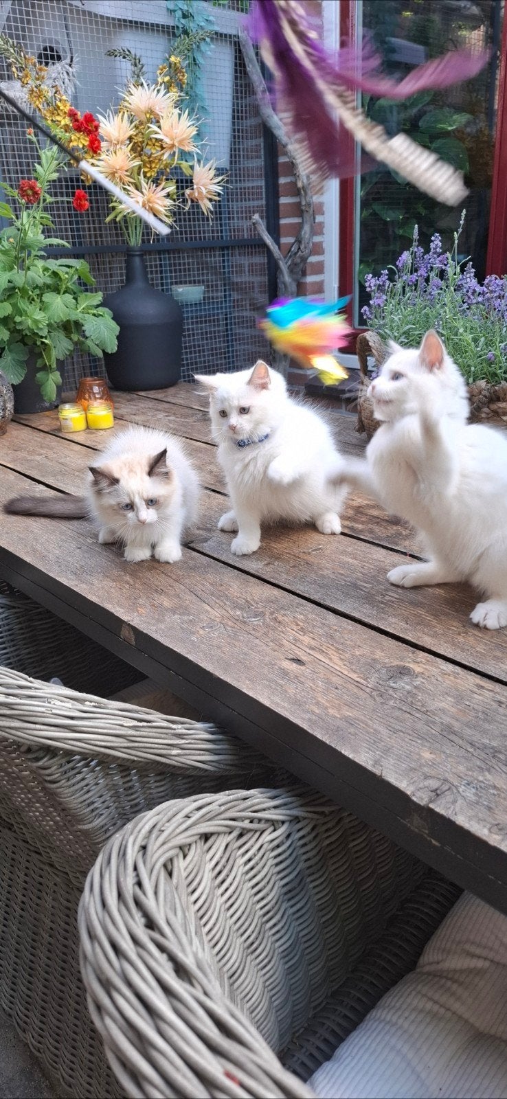 ragdoll katertjes met stamboom, Dieren en Toebehoren, Katten en Kittens | Raskatten | Langhaar, Meerdere dieren, Met stamboom