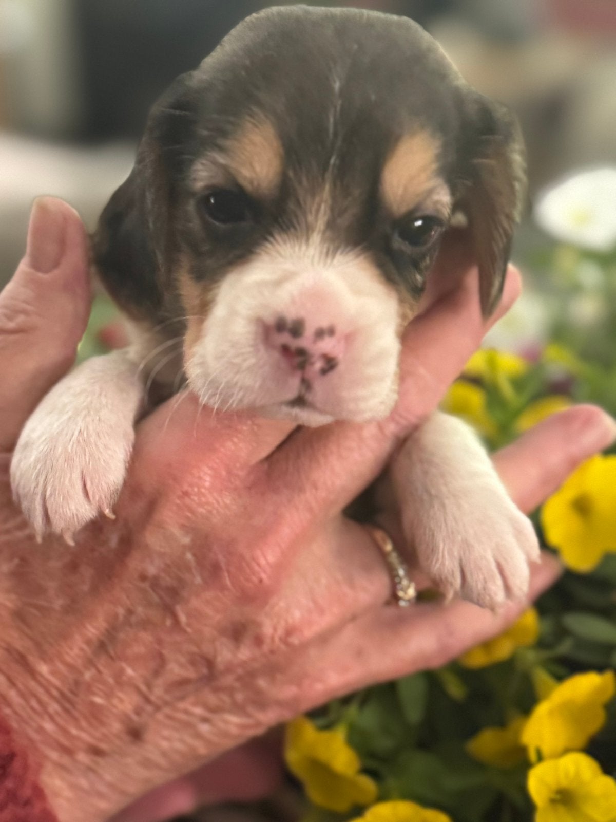 Beagle pups beschikbaar!!, Parvo, Beagle, 8 tot 15 weken, Meerdere