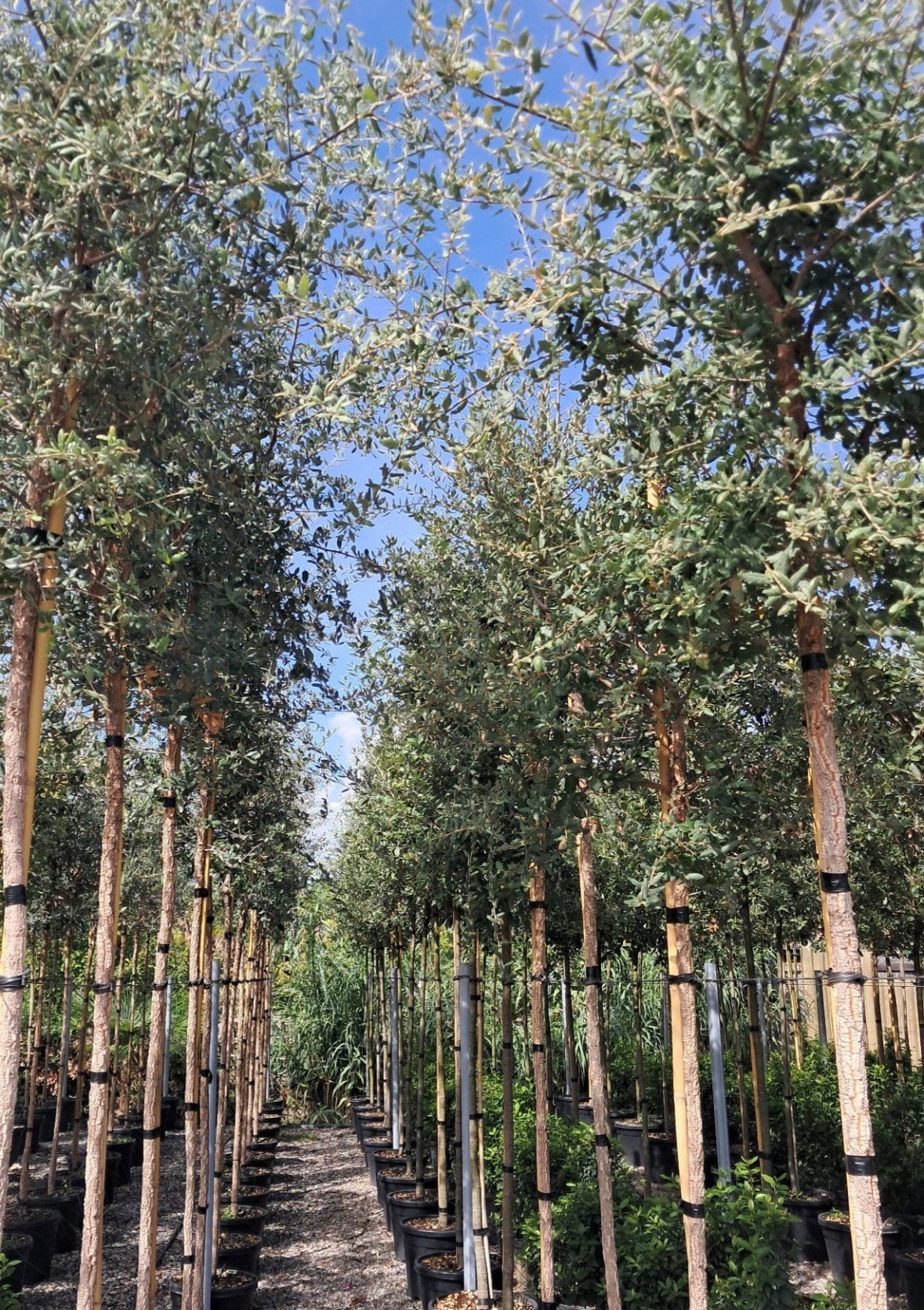 Quercus suber - Kurkeik leibomen en bomen in maten!, Ophalen of Verzenden, Volle zon, Overige soorten