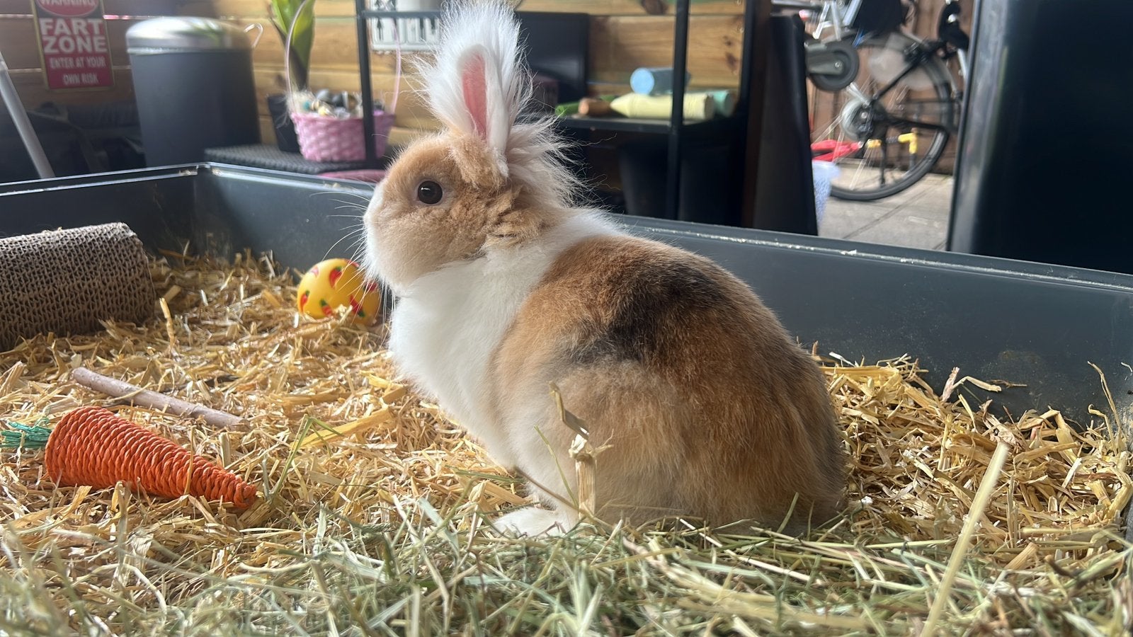 Konijn, Dieren en Toebehoren, Mannelijk, 0 tot 2 jaar