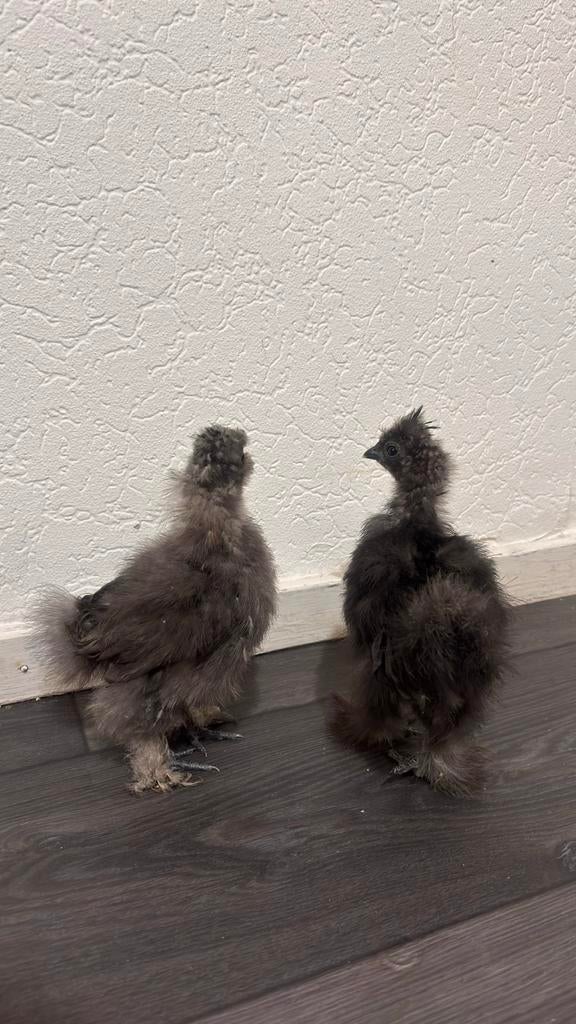 Kuikentjes Zijdehoenders MOETEN SNEL WEG!!, Vrouwelijk, Kip