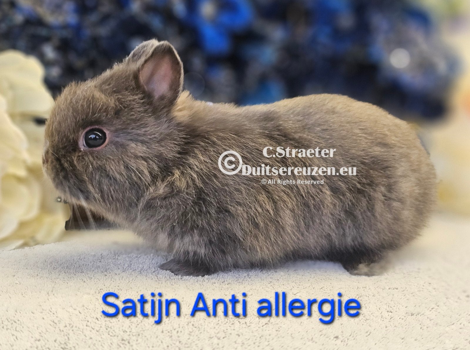 De enige ECHTE mini loffelohr konijntjes., Dieren en Toebehoren, Meerdere dieren, Dwerg, 0 tot 2 jaar