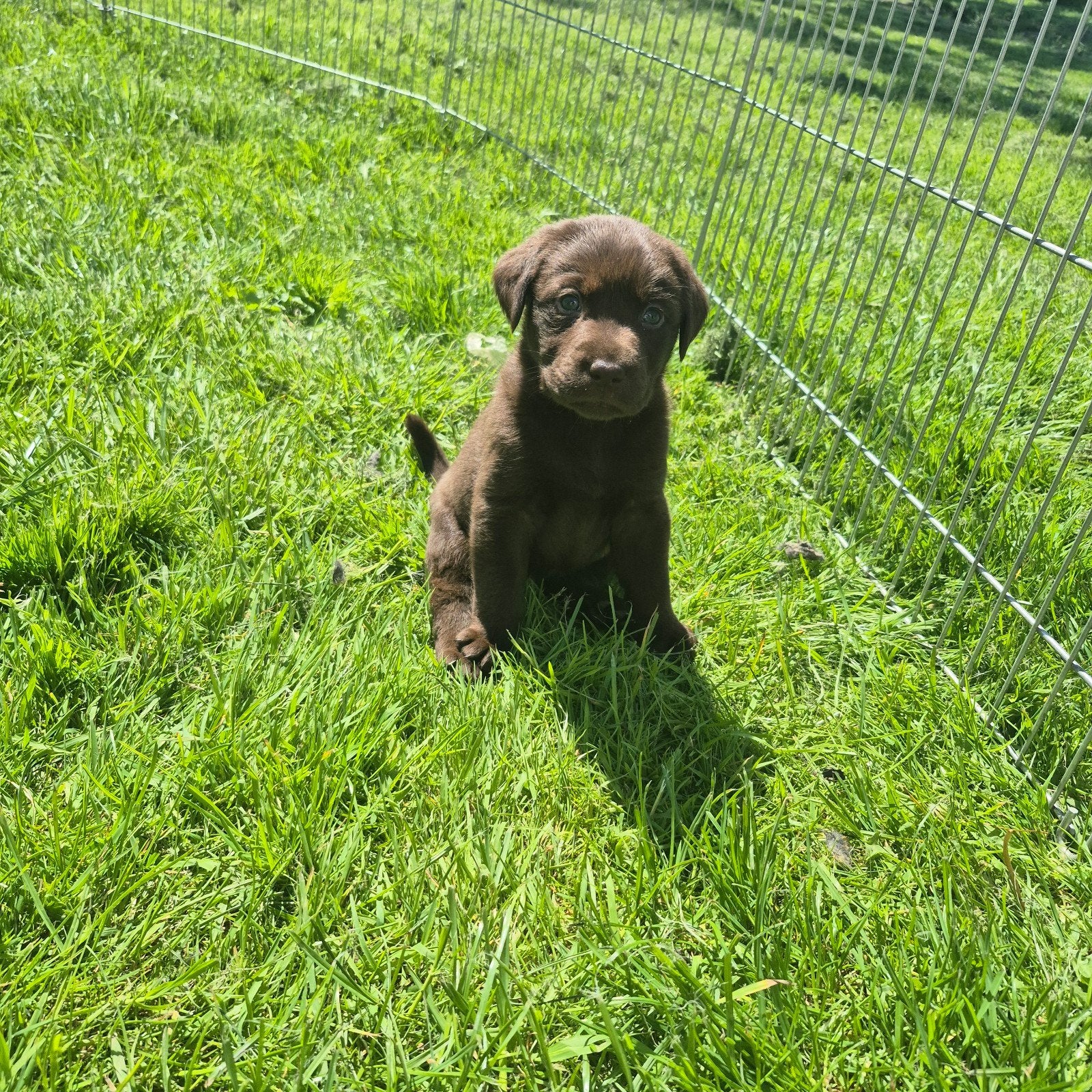 Labrador pups, Reu, 8 tot 15 weken, Labrador retriever, Meerdere