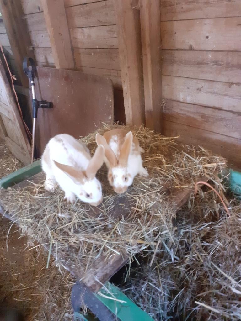Jonge konijnen, Dieren en Toebehoren, Konijnen, Vrouwelijk, Groot