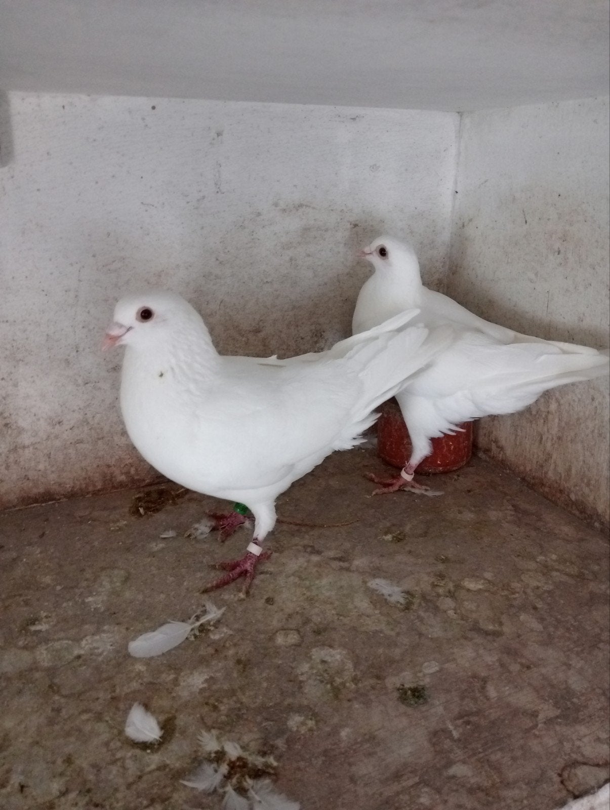 witte postduiven, Dieren en Toebehoren, Vogels | Duiven, Meerdere dieren, Postduif