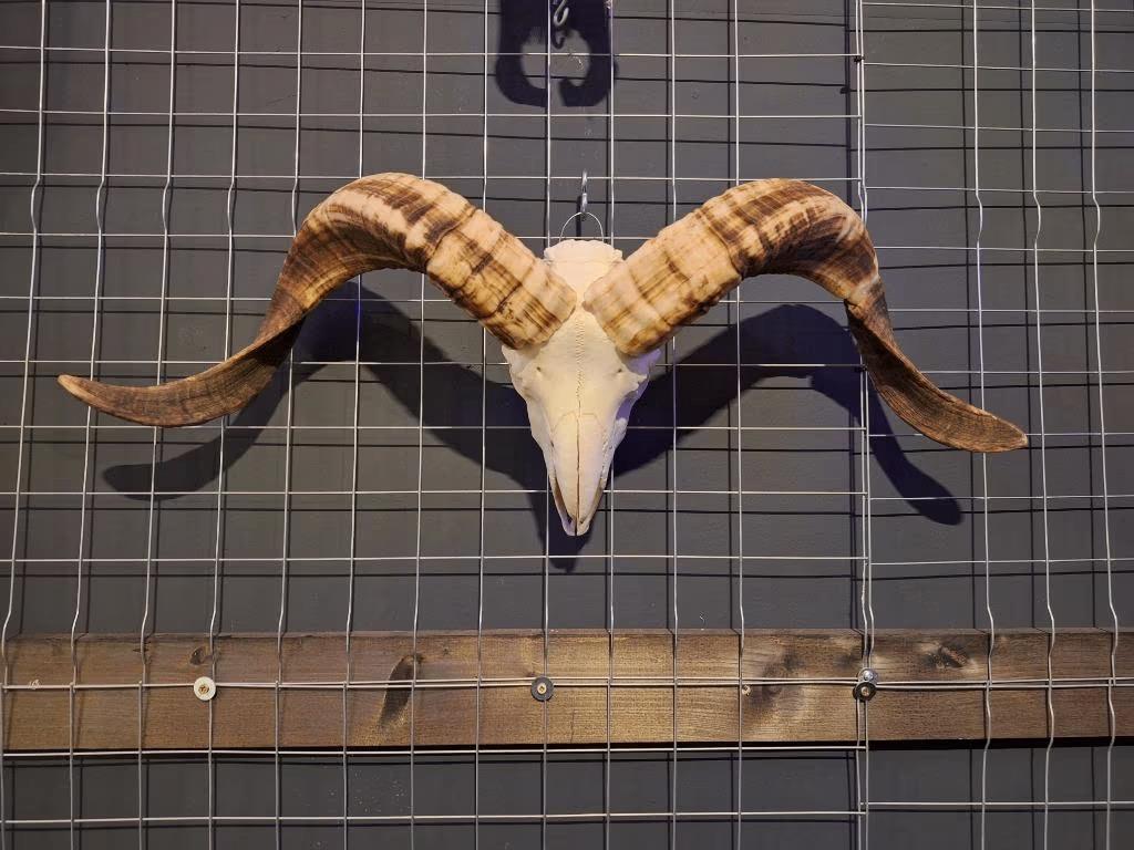 Ram schedel - Wanddecoratie - Unieke buffelkop - schedel