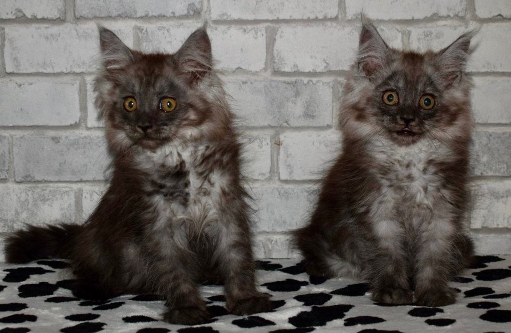 Rasecht Maine Coon-kitten, Meerdere dieren, Gechipt, 0 tot 2 jaar