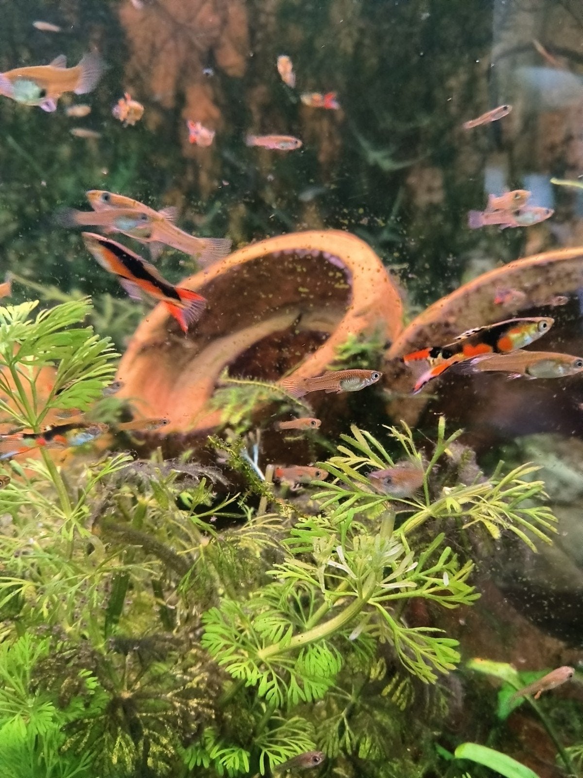 endler guppies, Dieren en Toebehoren, Vissen | Aquariumvissen, Vis