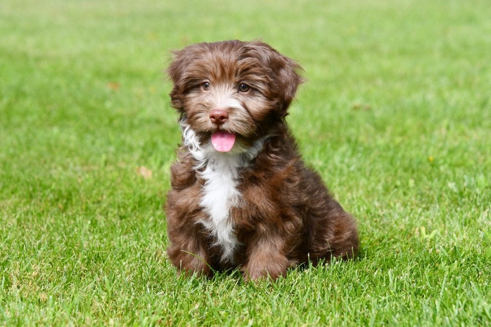 Havanezer pups te koop, 15 weken tot 1 jaar, Overige rassen, Buitenland, Parvo