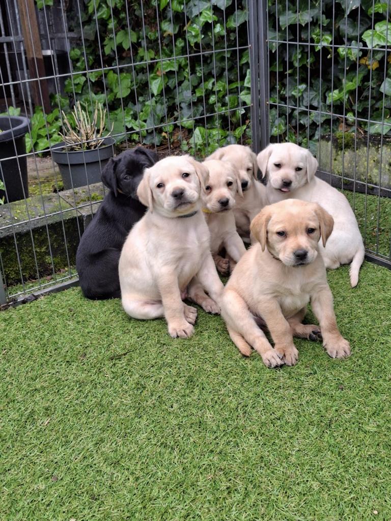 Schitterende labrador pups, Dieren en Toebehoren, Honden | Retrievers, Spaniëls en Waterhonden, 8 tot 15 weken, Labrador retriever