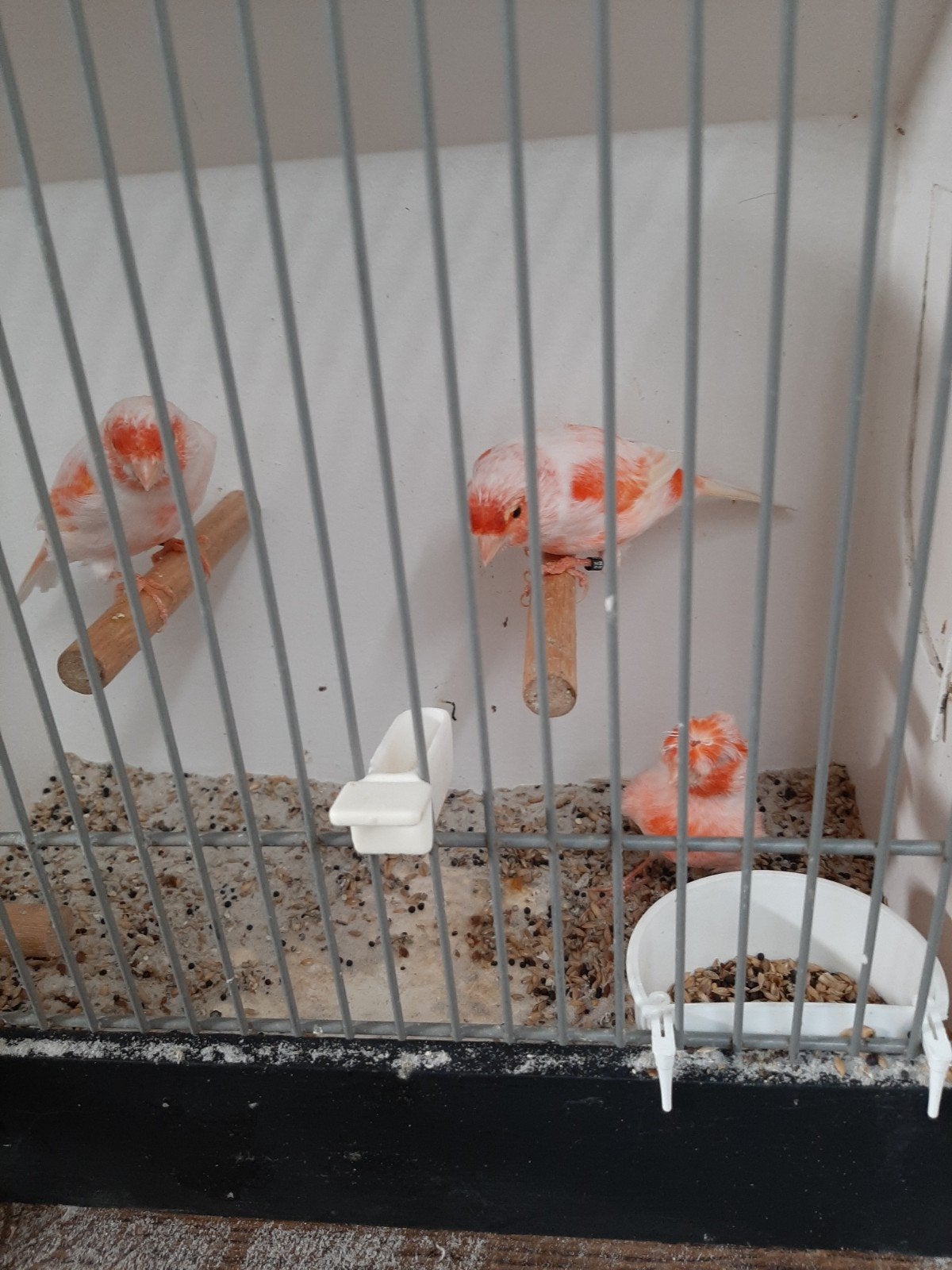ROOD MOZAÏEK, Dieren en Toebehoren, Meerdere dieren, Kleurkanarie