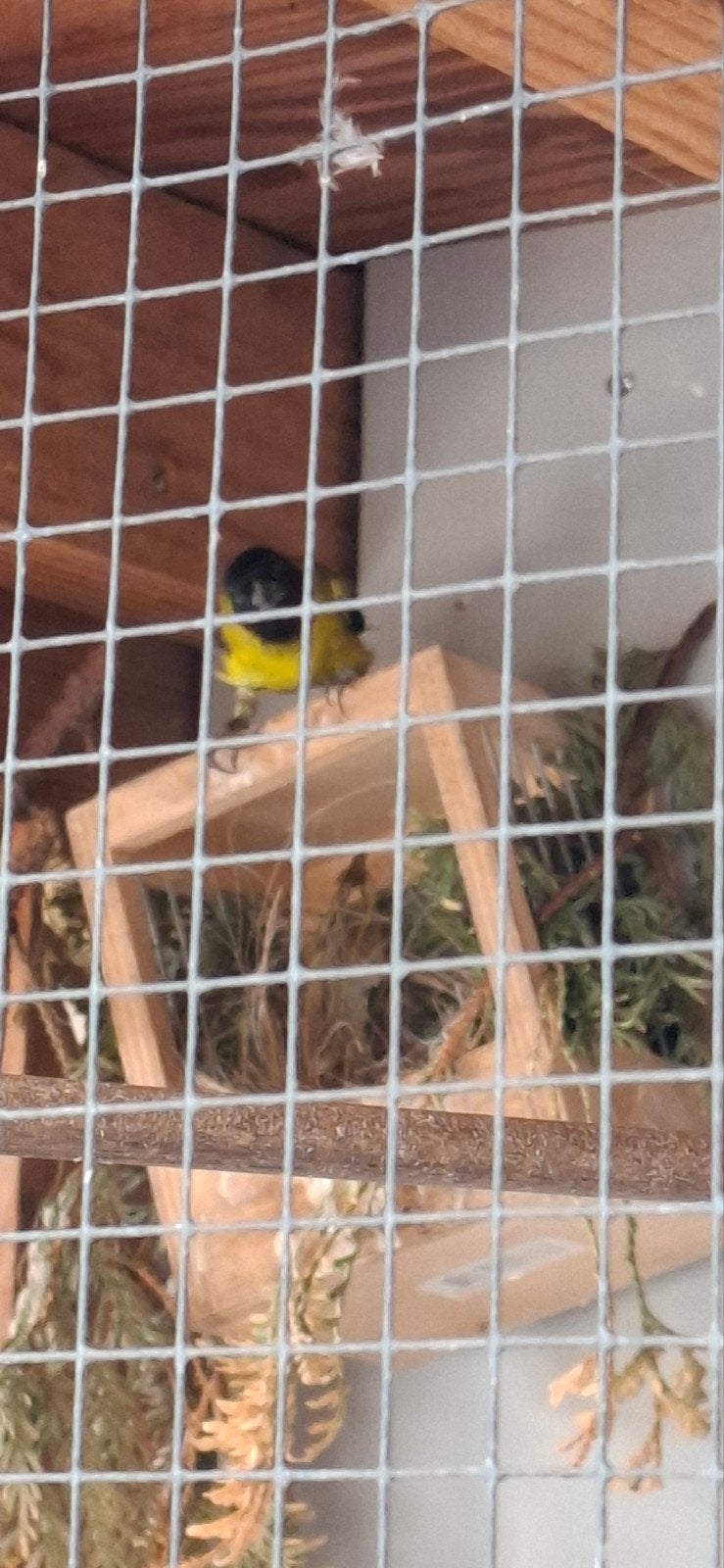zwartkopsijs man, Dieren en Toebehoren, Vogels | Overige Vogels, Mannelijk, Tropenvogel