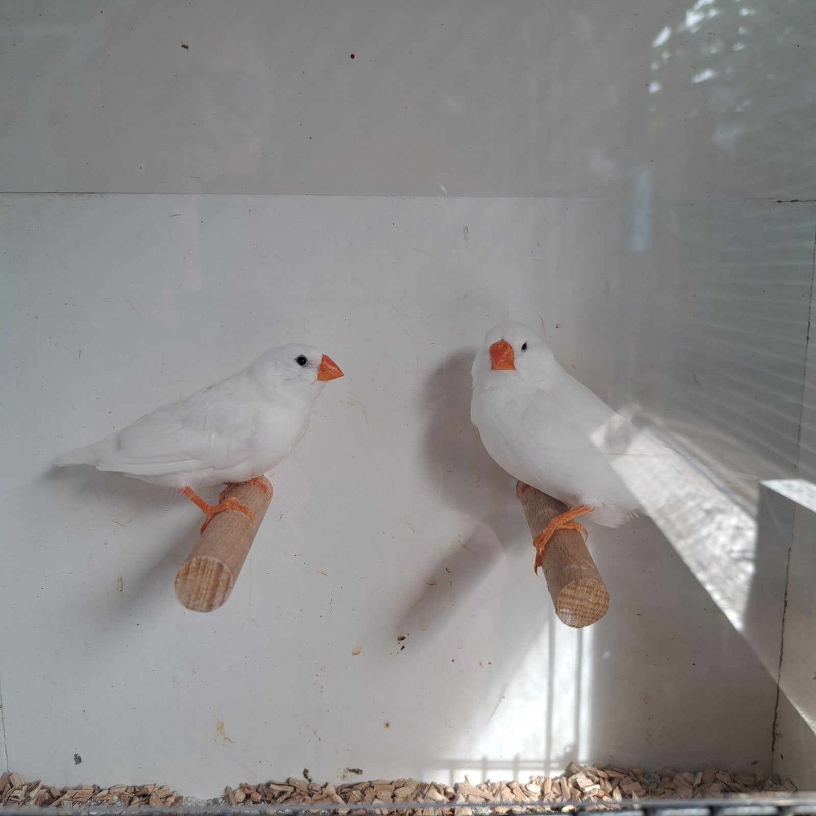 2 witte zebravink poppen, Dieren en Toebehoren