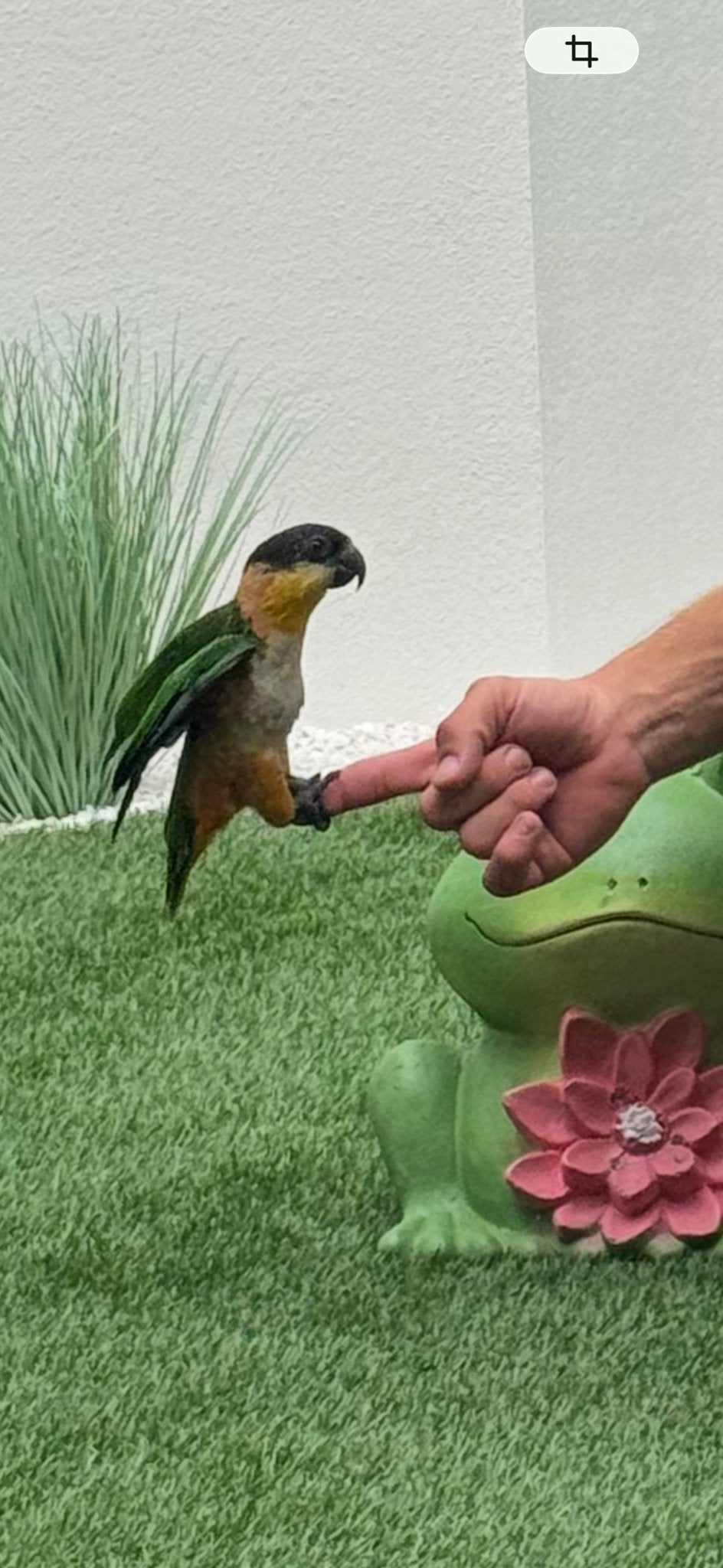 Papegaaien caique, Dieren en Toebehoren, Mannelijk, Papegaai, Tam