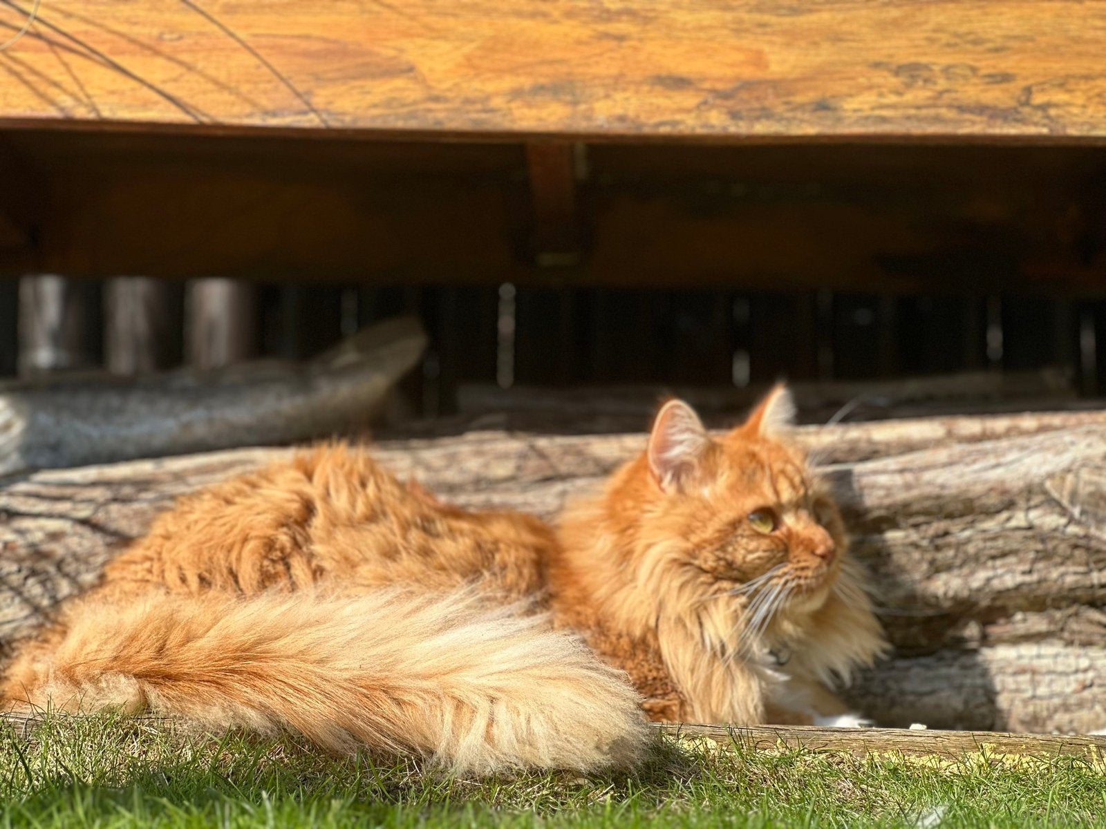 ‼️BELONING €250‼️ KATER GESTOLEN OMGEVING COES, Kat