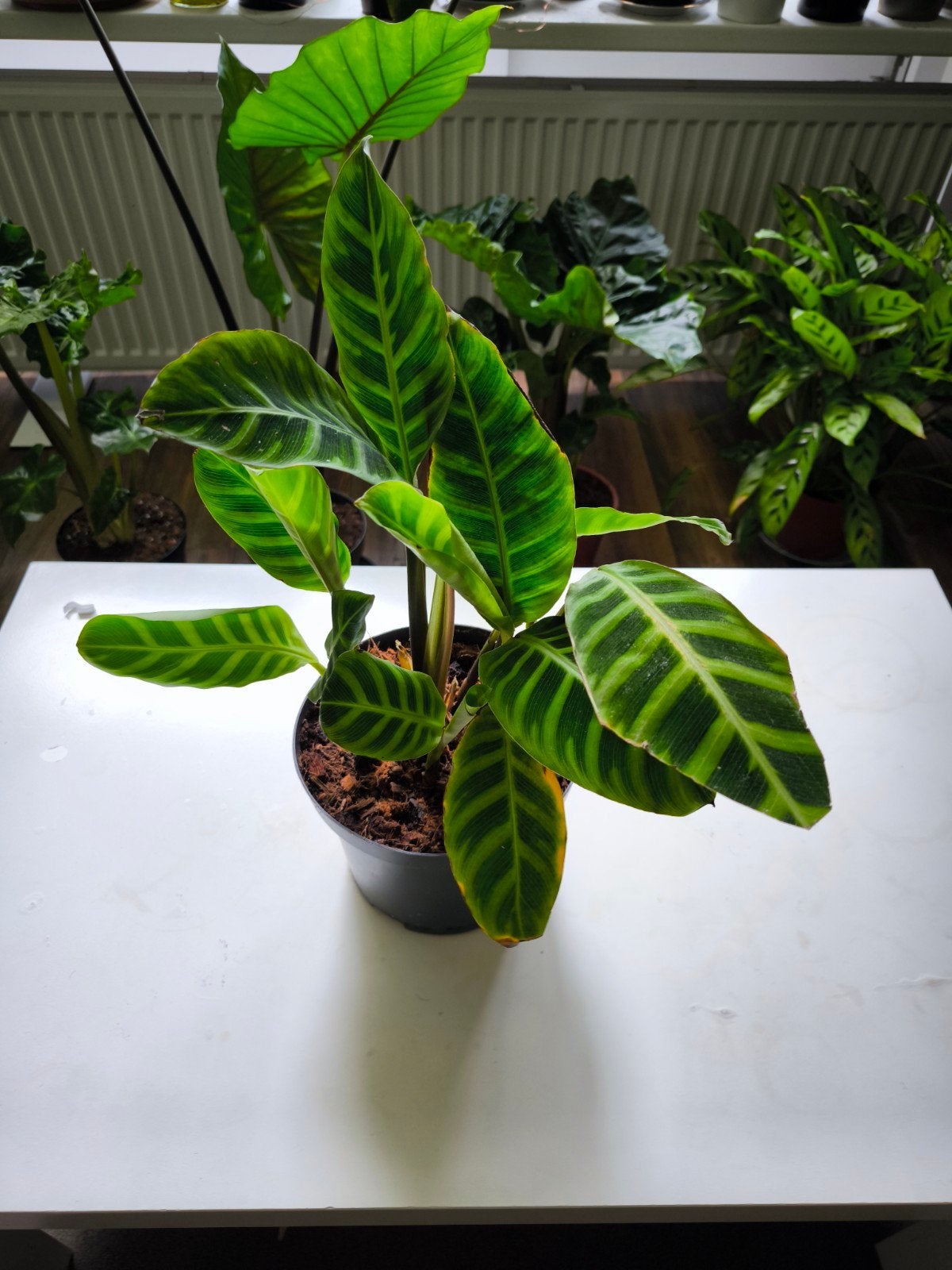 Calathea Makoyana - Prachtige Pauwenplant, Overige soorten, In pot, Minder dan 100 cm, Groene kamerplant