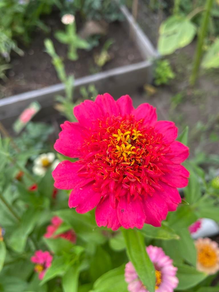 Zinnia mix zaden, Ophalen of Verzenden, Voorjaar, Volle zon, Zaad