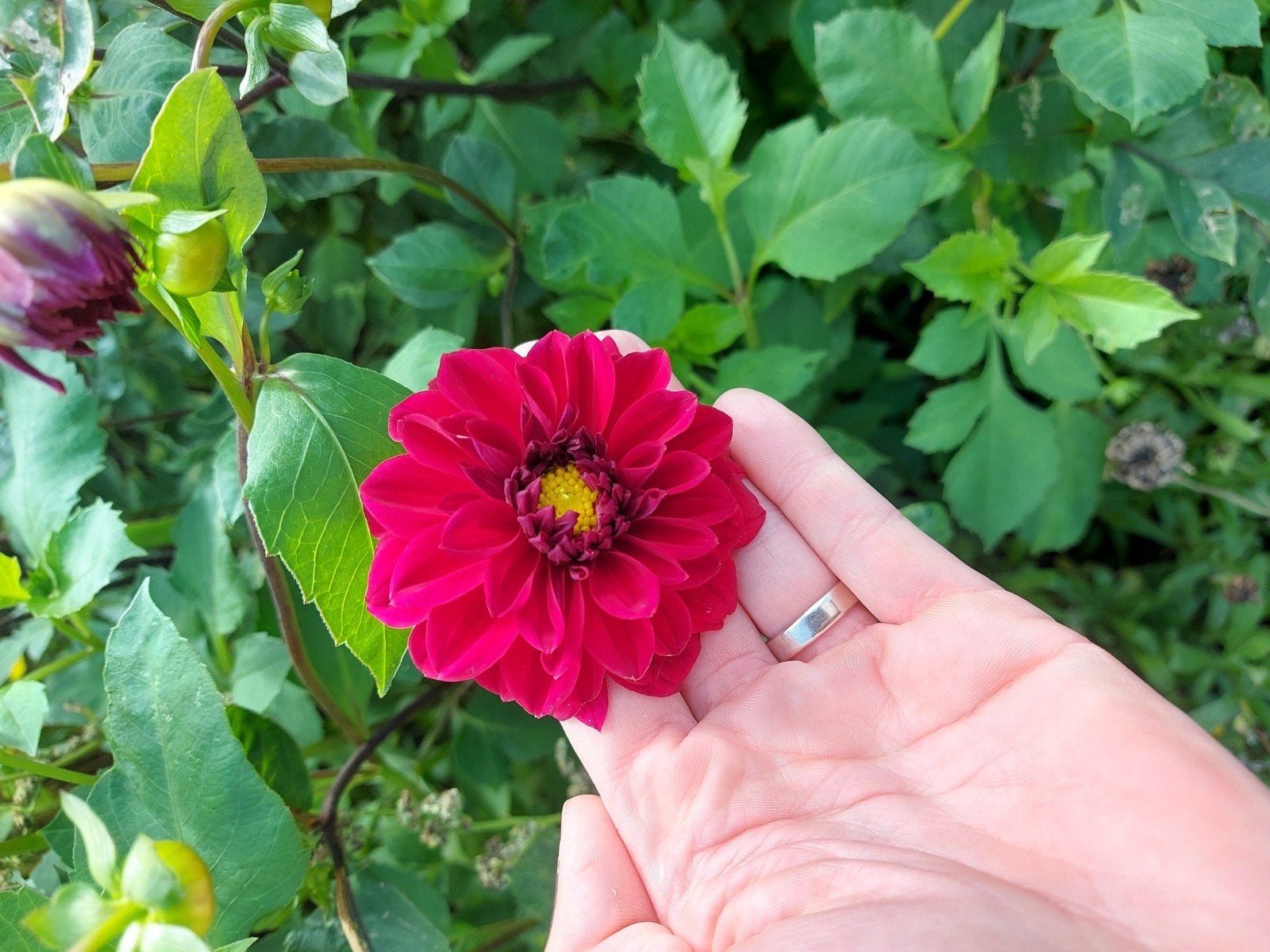 dahlia rood knollen bollen 2,- en 3v5, Ophalen of Verzenden, Voorjaar, Volle zon, Knol