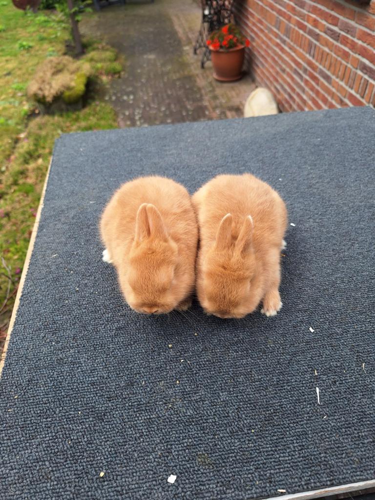 Kleurdwergen, Dieren en Toebehoren, Konijnen, Mannelijk, Dwerg