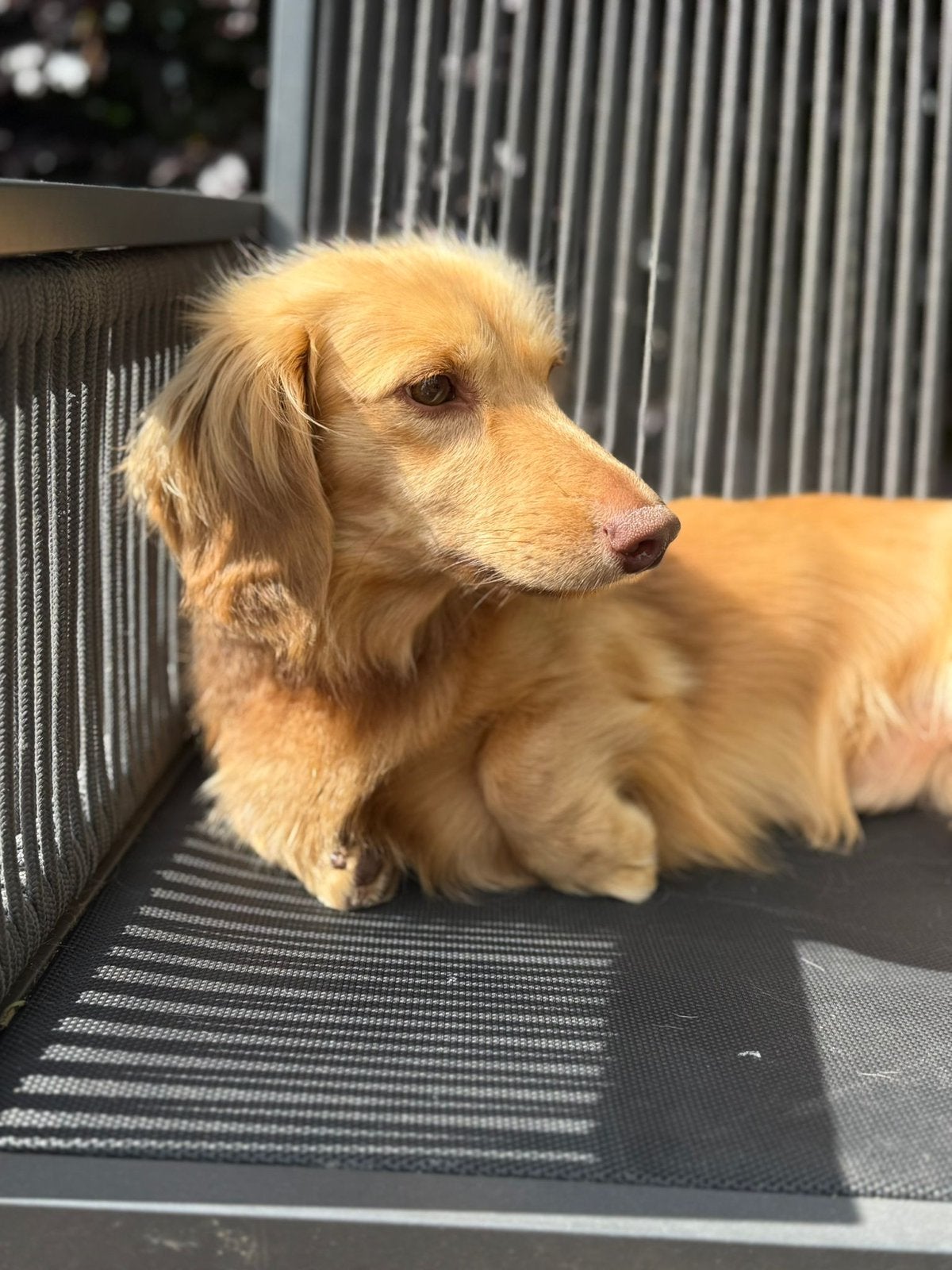 Blonde teckel, 1 tot 2 jaar, Parvo, Eén hond, Nederland