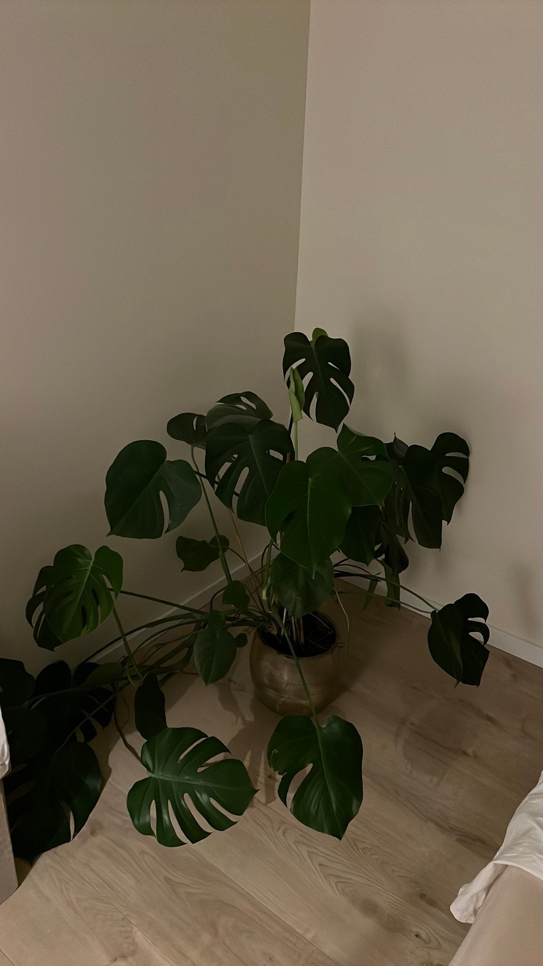 Grote Monstera deliciosa, Ophalen of Verzenden, Halfschaduw, 100 tot 150 cm
