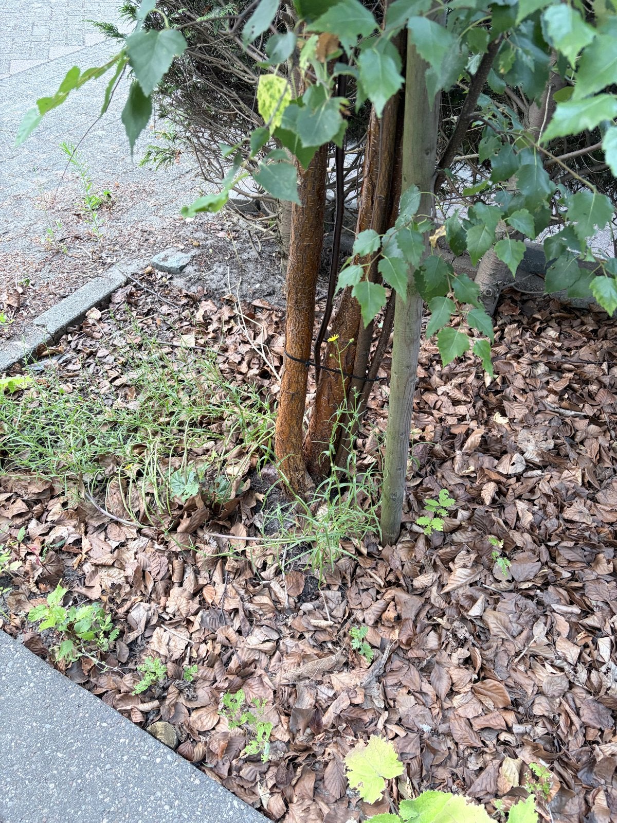 Jonge, meerstammige berk (Betula pendula of pubescens), Tuin en Terras, Planten | Bomen, Overige soorten, Lente, 400 cm of meer