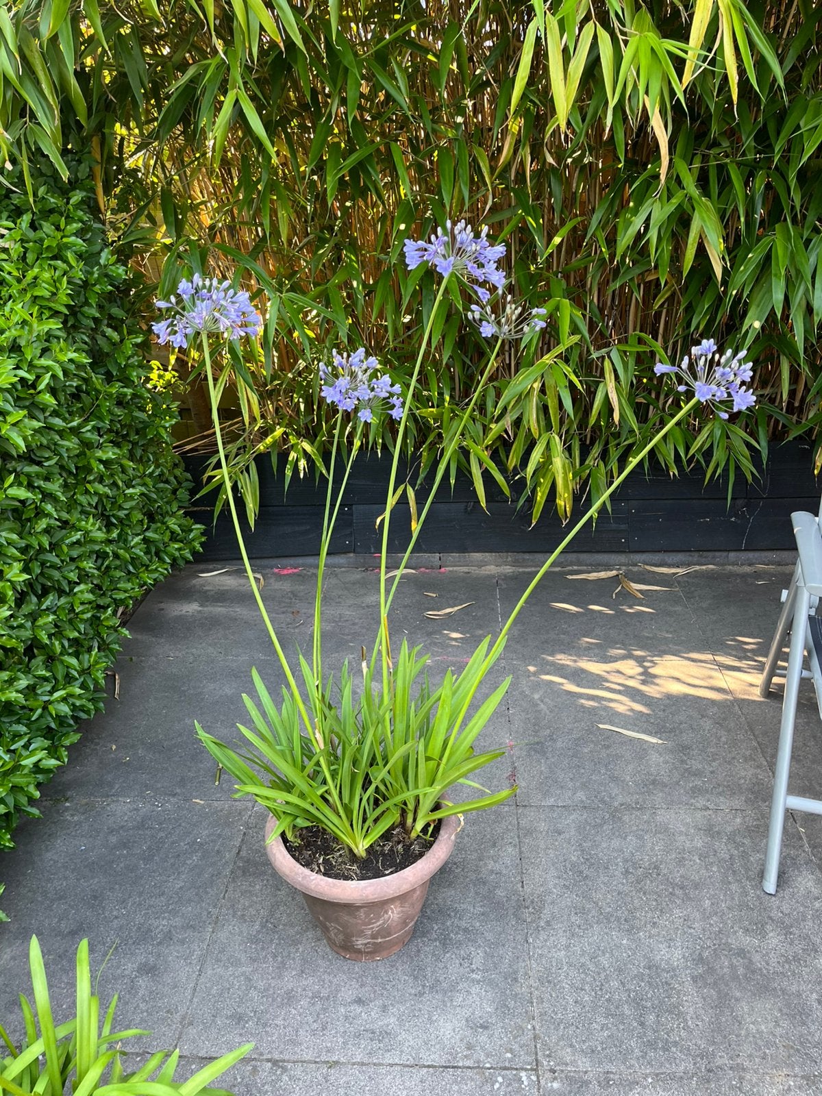 Agapanthus ‘Afrikaanse Lelie’, Ophalen, Overige soorten, Volle zon