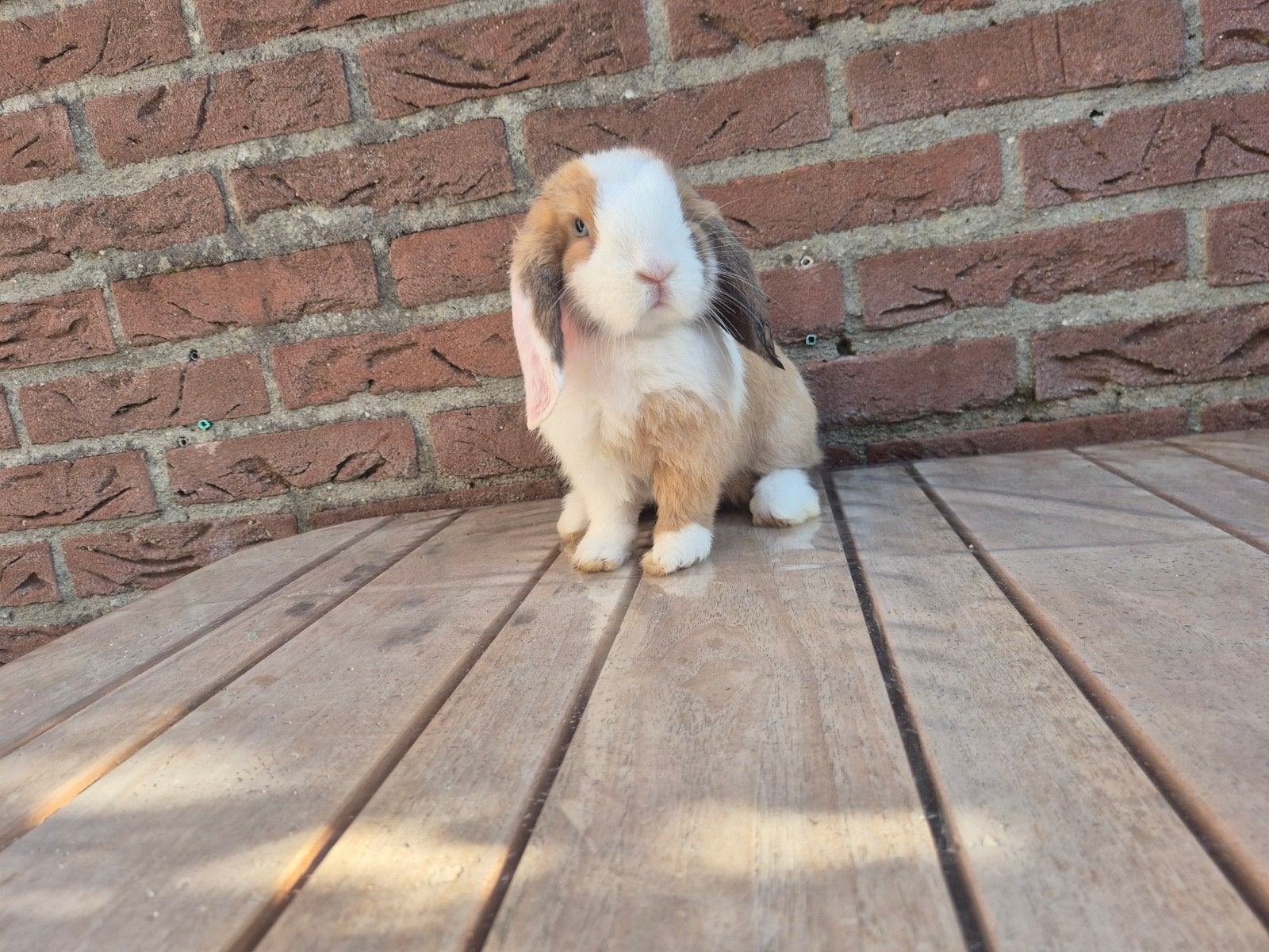 Lieve schattige Minilop voedster 🩷, Dieren en Toebehoren, Konijnen, Vrouwelijk, Dwerg