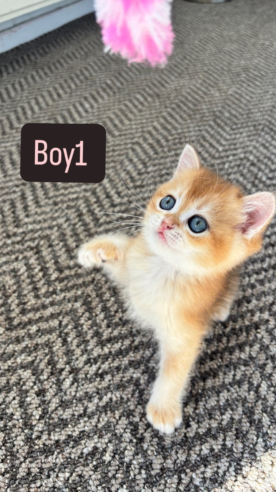 British Golden kittens – Shorthair – 450€, Meerdere dieren, Gechipt, 0 tot 2 jaar