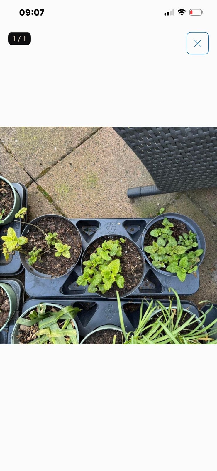 Citroen melisse plantjes, Volle zon, Vaste plant, Ophalen of Verzenden, Kruiden