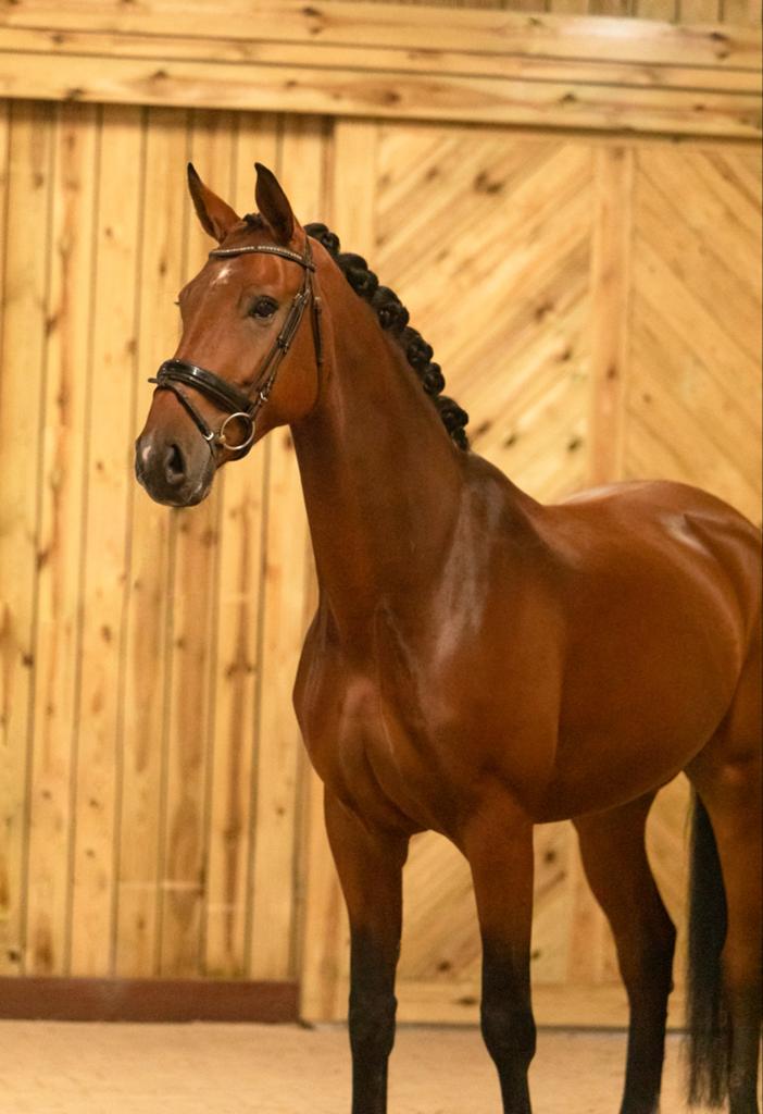 8 jarige L2 geklasseerde ruin, Met stamboom, Ruin, Dressuurpaard, L