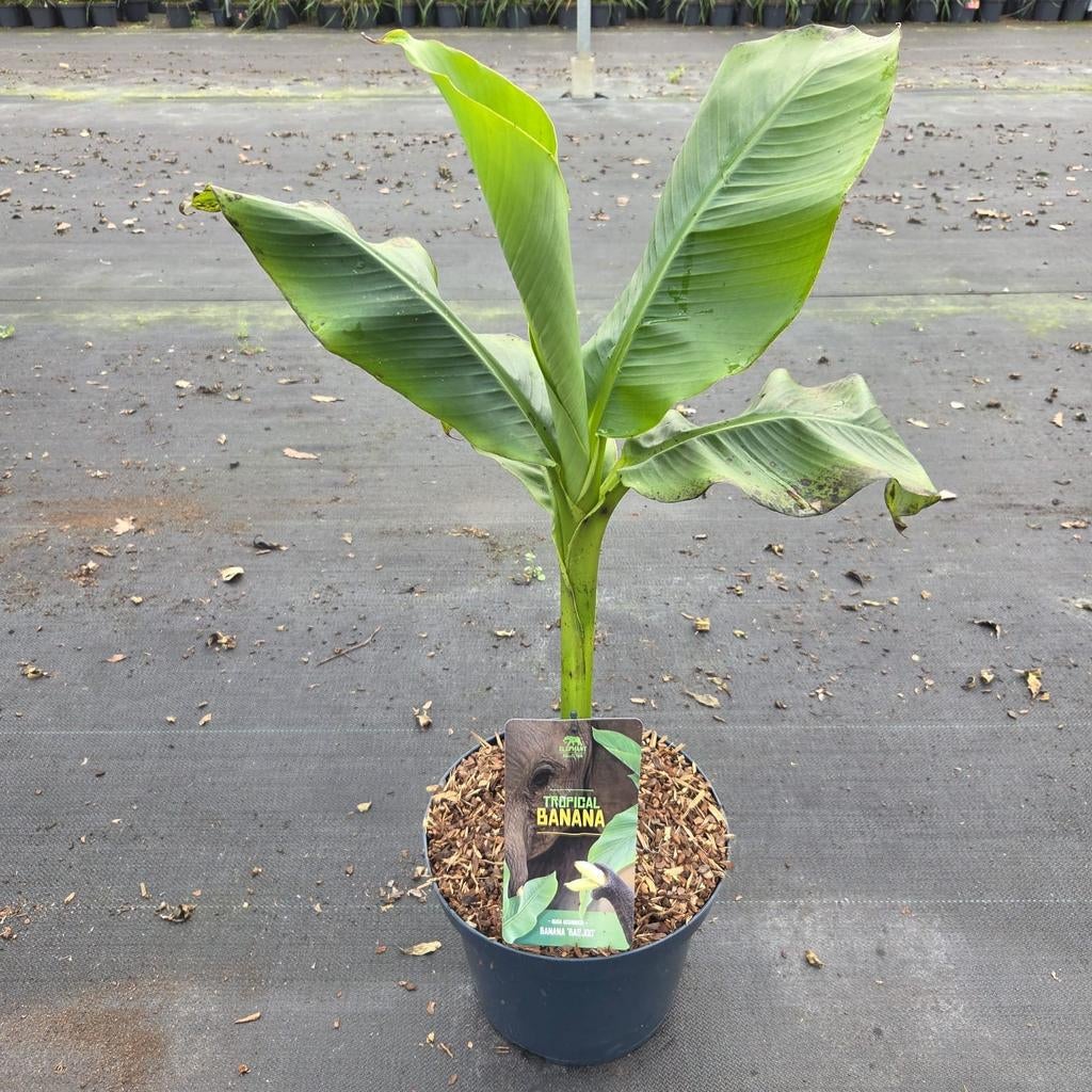 Bananen planten nu €19.99, Ophalen of Verzenden, Overige soorten, Volle zon