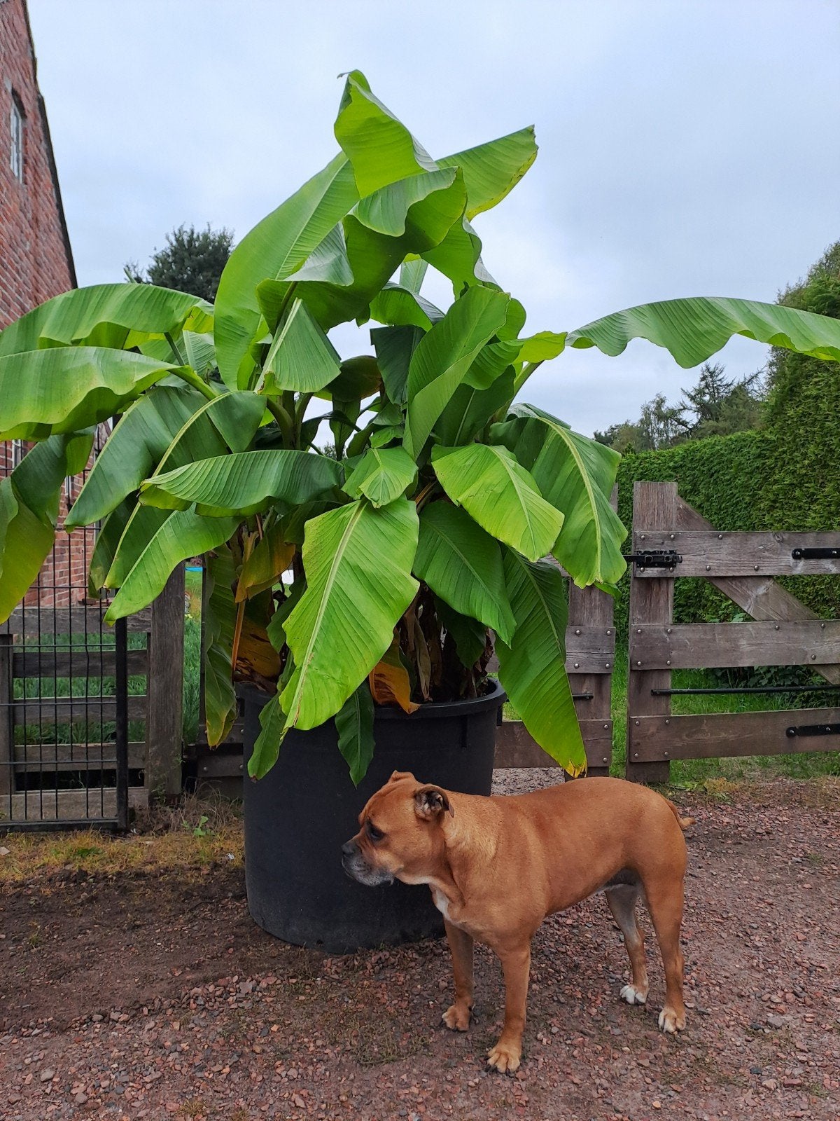 bananenplanten. musa basjoo. 240liter, Tuin en Terras, Overige soorten, 100 tot 250 cm, Zomer, Ophalen