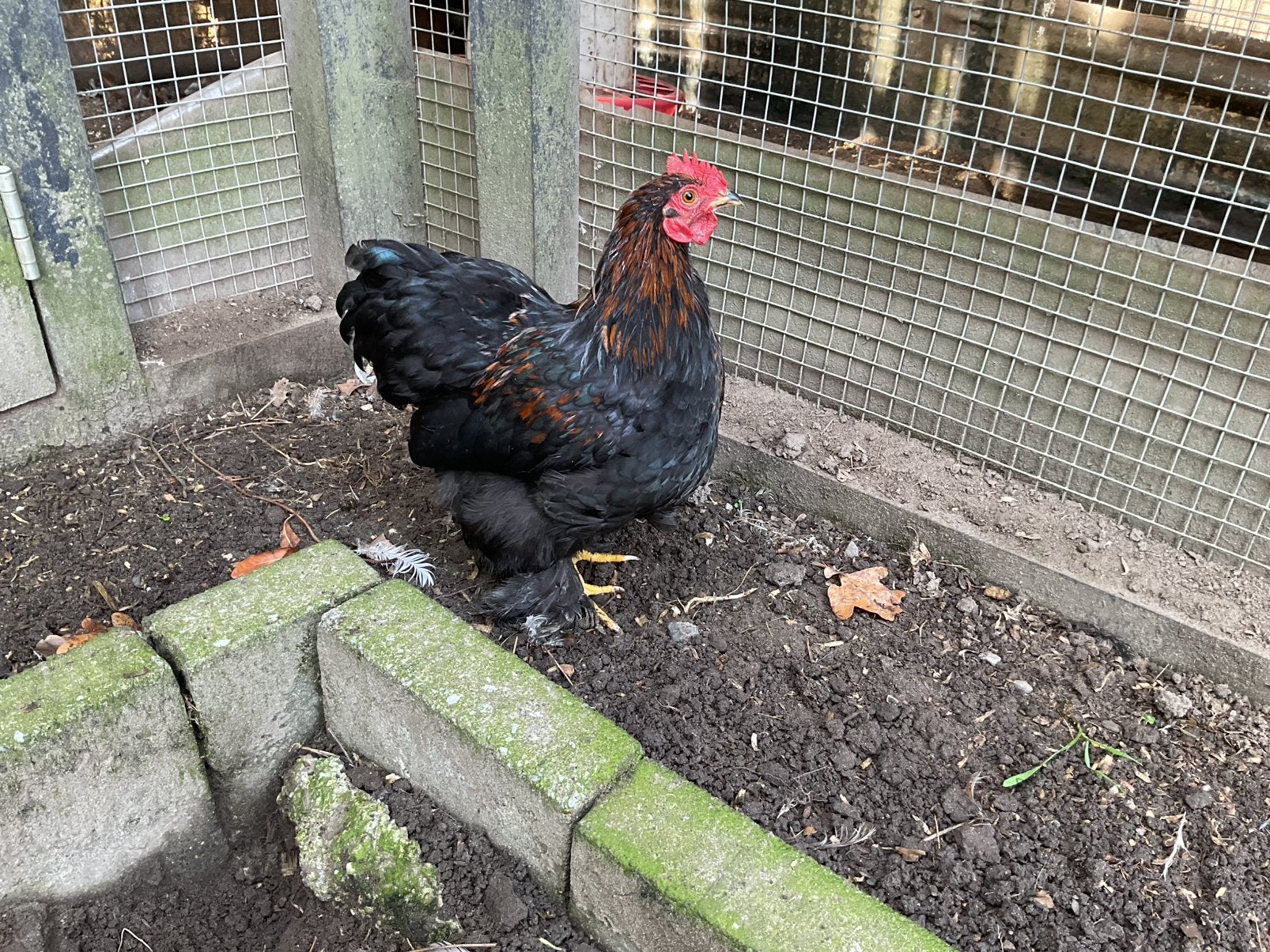Klein, mooi en heel lief Cochin kriel haantje. 5 maanden oud, Ophalen