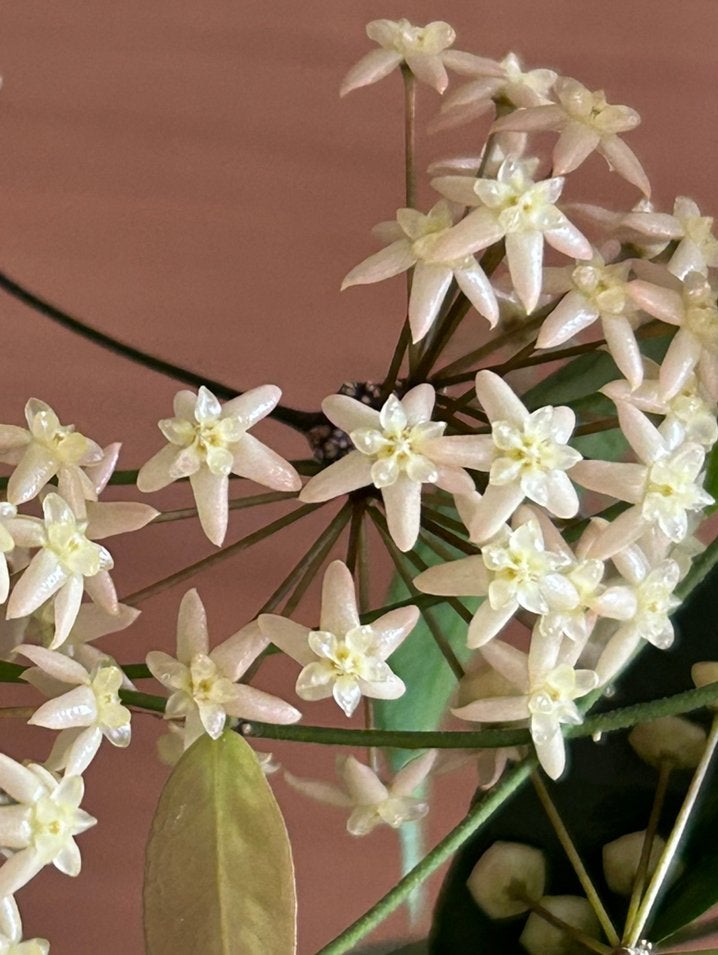 Hoya exilis, Huis en Inrichting, Kamerplanten, Ophalen of Verzenden, Halfschaduw, Minder dan 100 cm