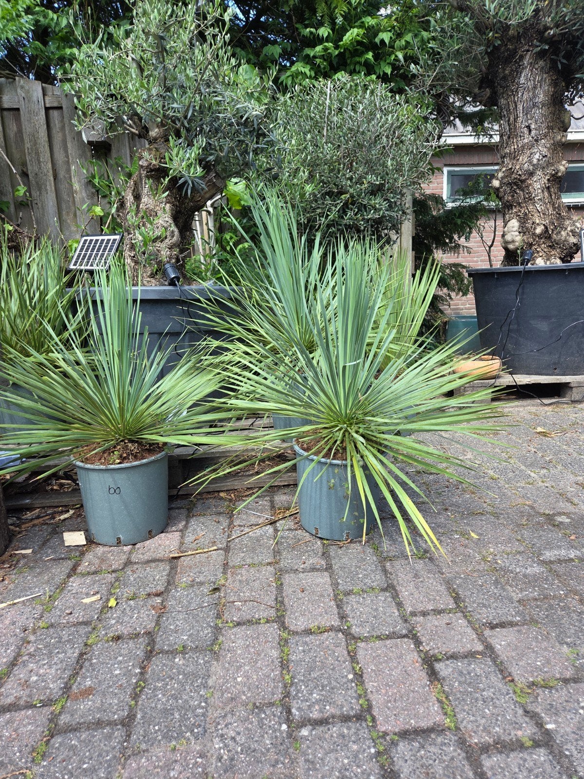 Prachtige winterharde Yucca Rostrata - 60-70 cm incl. pot, Overige soorten, Volle zon, Vaste plant, Ophalen of Verzenden