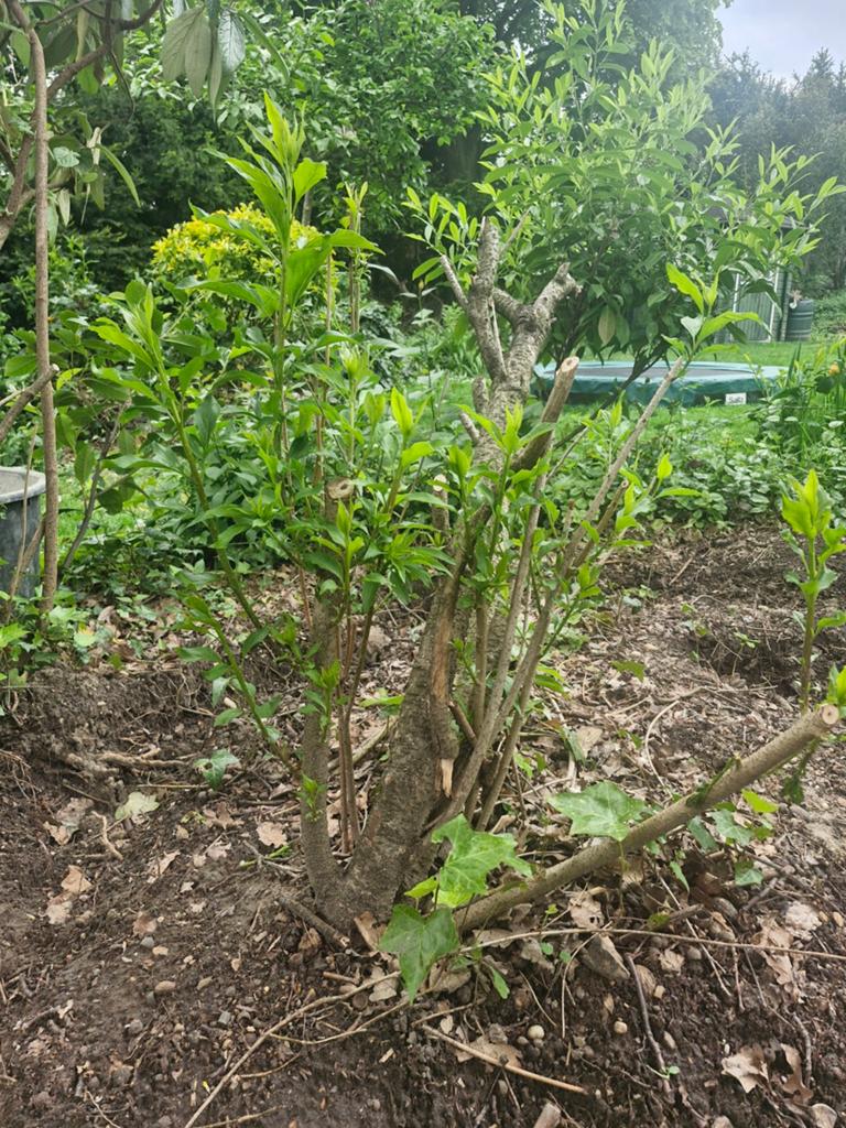 2 mooie forsythia's , gesnoeid en weer in blad.  Gratis, Ophalen, Overige soorten, 100 tot 250 cm