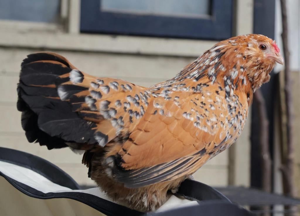 Antwerpse baardkriel broedeieren porselein, Dieren en Toebehoren, Pluimvee, Kip, Geslacht onbekend