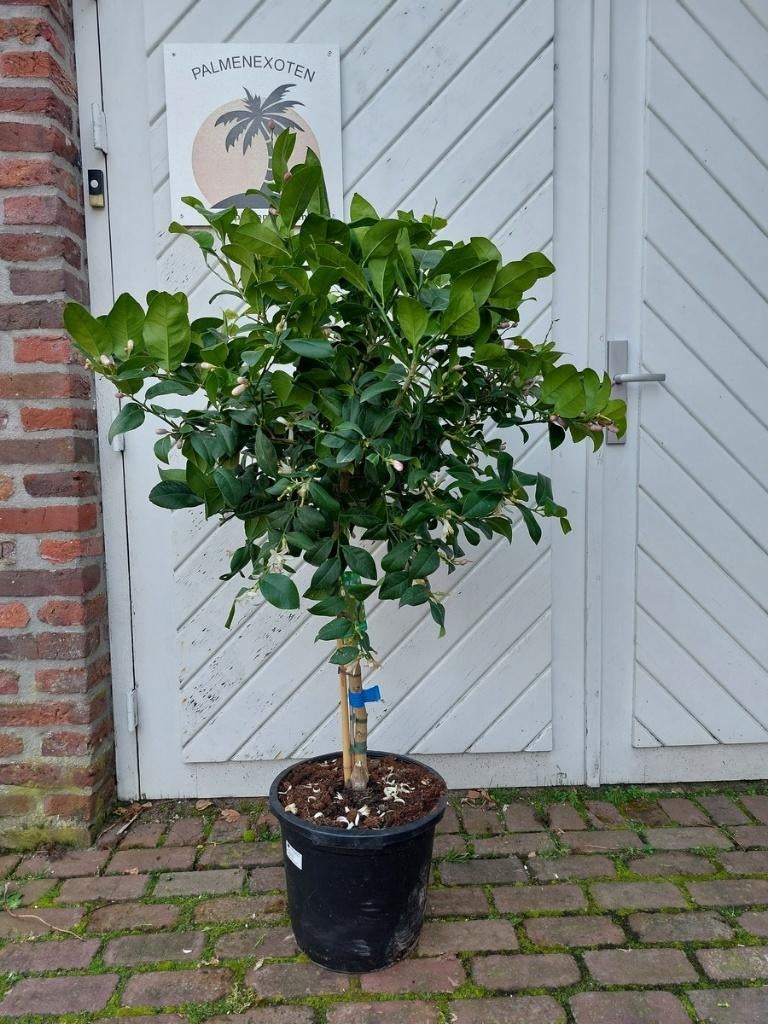 TE KOOP: VERSCHILLENDE SOORTEN CITRUSBOMEN, Halfschaduw, Overige soorten, Lente, 100 tot 250 cm