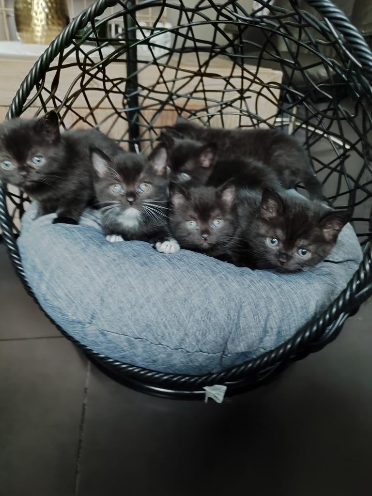 Allemaal gereserveerd, Meerdere dieren, 0 tot 2 jaar