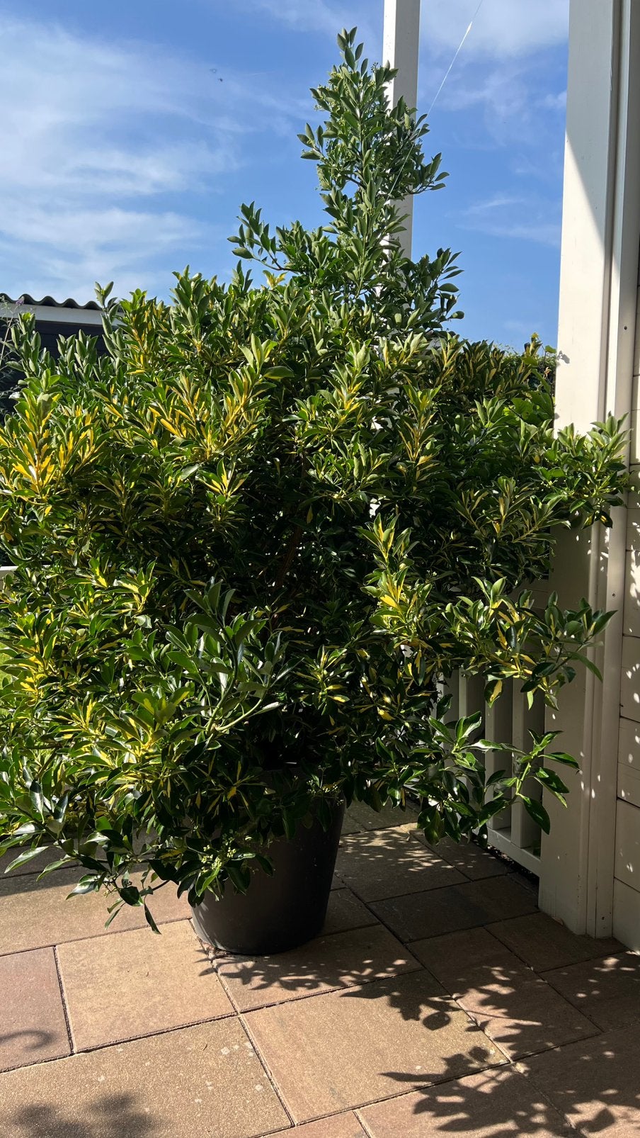 Japanse kardinaalsmuts (Euonymus japonicus),, Tuin en Terras, Halfschaduw, Overige soorten, 100 tot 250 cm, Zomer