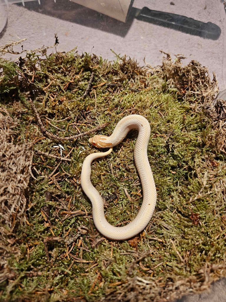 Haakneusslang albino superconda, Dieren en Toebehoren, Slang, 0 tot 2 jaar