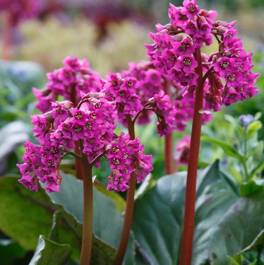 Bergenia Cordifolia - Schoenlappersplant roze zaad zaden, Ophalen of Verzenden, Voorjaar, Halfschaduw, Zaad