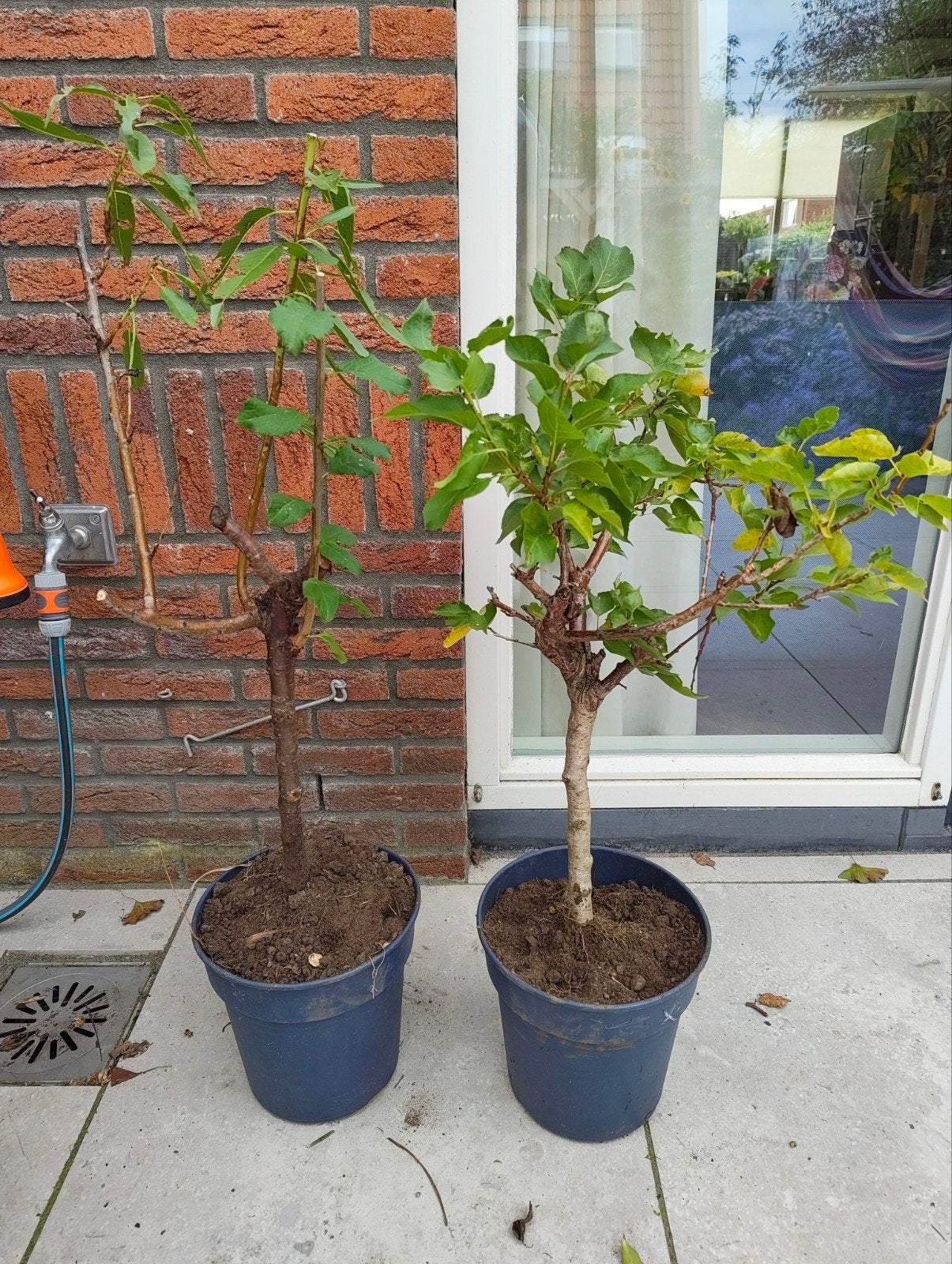 dwerg amandel en abrikoos - ideaal voor tuin of terras, Halfschaduw, Overige soorten, Lente, Minder dan 100 cm