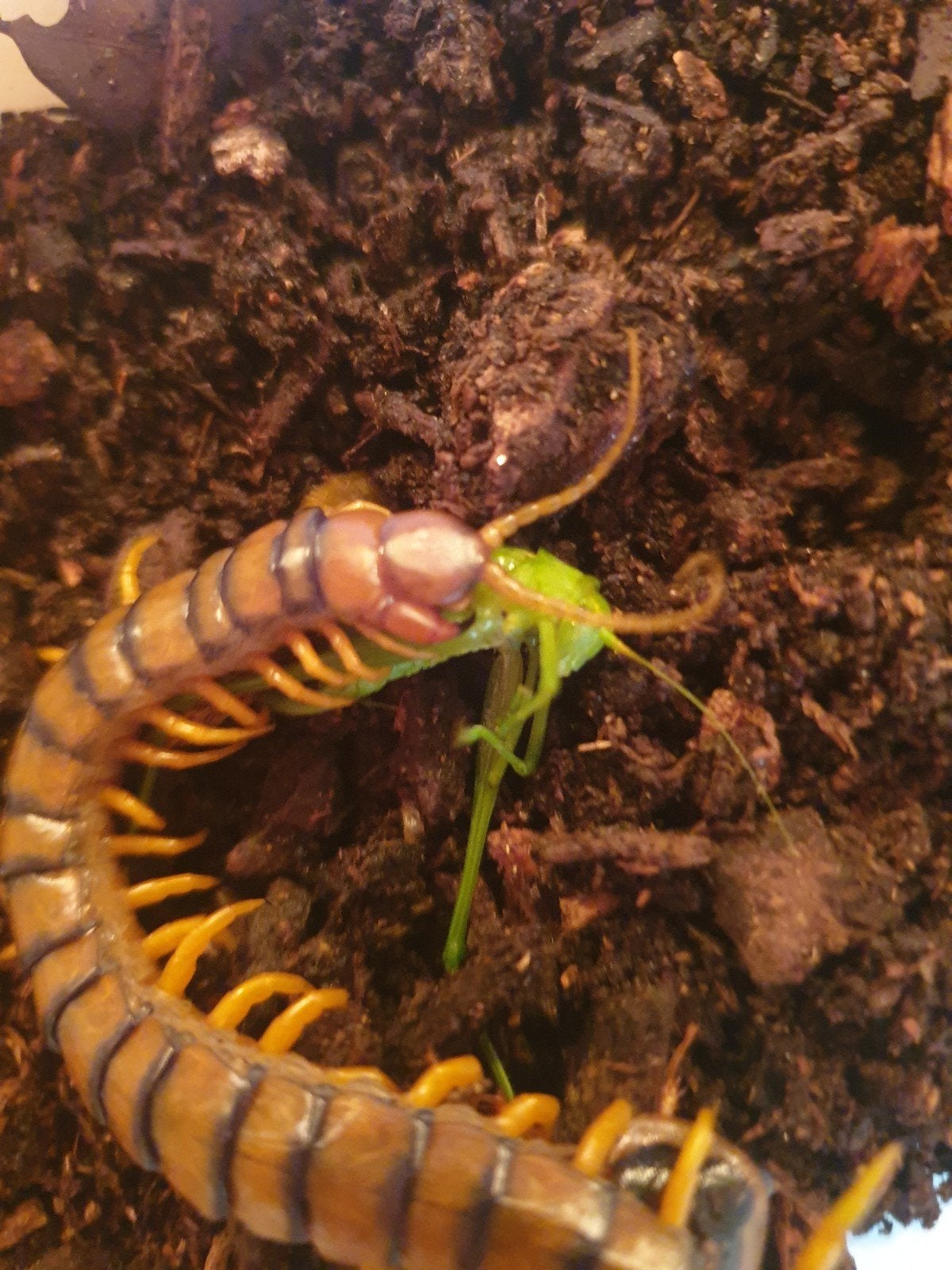 scolopendra cinguleta volwassen man