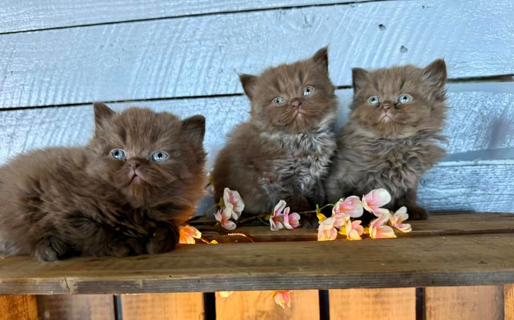️🤎 prachtige  brits(e) korthaar kittens cinnemon/torti 🤎️, Meerdere dieren, Gechipt, 0 tot 2 jaar