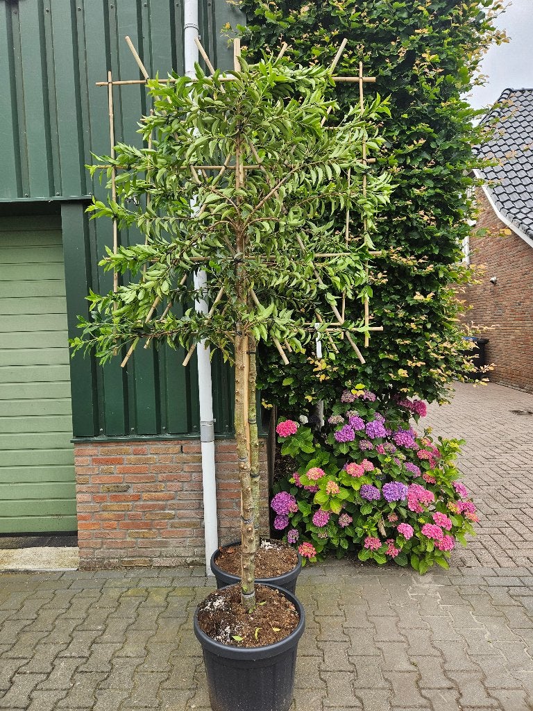 Portugese Laurier Leiboom verschillende hoogte, Leiboom, Halfschaduw, Ophalen of Verzenden, Lente