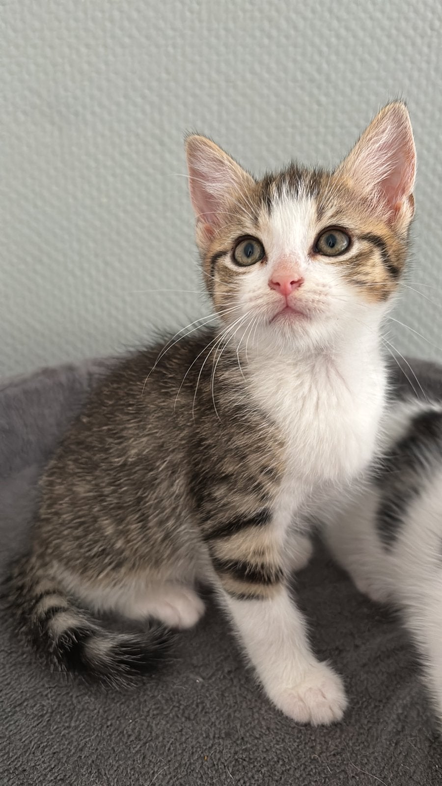 Nog 2 prachtige en superlieve kittens, Meerdere dieren